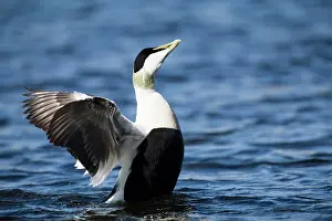 Mollissima: Common Eider