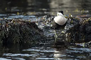 Phaeophyceae: Common Eider