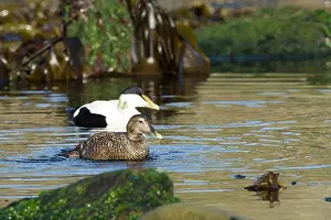 Mollissima: Common Eider