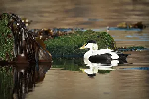 Fair: Common Eider