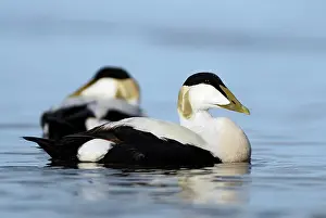 Mollissima: Common Eider