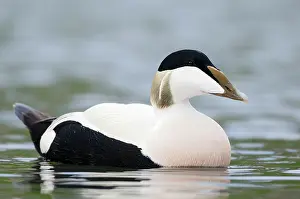Mollissima: Common Eider