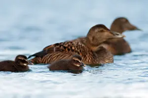 Duckling: Common Eider