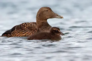 Duckling: Common Eider