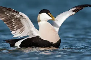 Mollissima: Common Eider