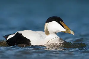 Common Eider