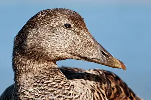 Mollissima: Common Eider