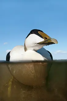 Common Eider