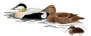 Mollissima: Common Eider