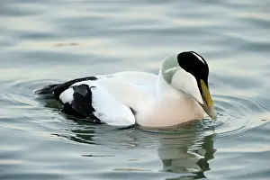 Mollissima: Common Eider