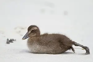 Mollissima: Common Eider