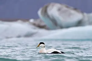 Mollissima: Common Eider