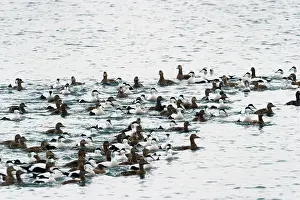 Mollissima: Common Eider