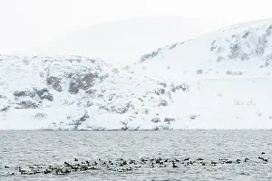 Mollissima: Common Eider