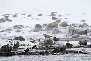 Mollissima: Common Eider