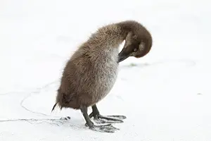 Mollissima: Common Eider