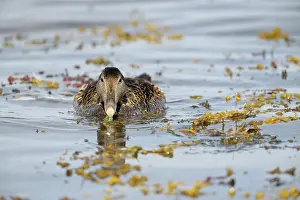 Kelp: Common Eider