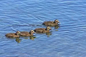 Eiders: Common Eider - chicks swimming