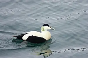 Eiders: Common Eider - drake