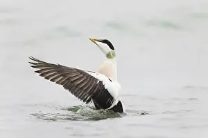 Mollissima: Common Eider - drake flapapping its wings - Germany