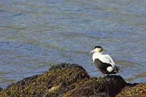 Eiders: Common Eider - Drake on seaweed