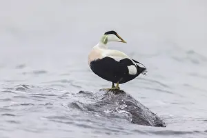 Mollissima: Common Eider - drake standing on a stone - Germany