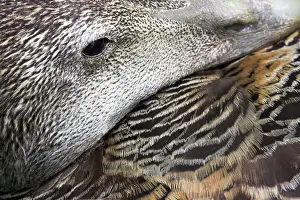 Eiders: Common Eider Duck - Female. Close-up of eye and