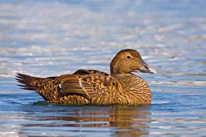 Eiders: Common Eider - Female