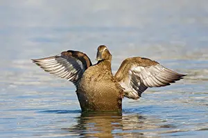 Eiders: Common Eider, - Female