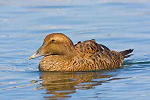 Eiders: Common Eider - Female