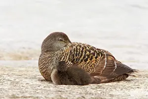 Eiders: Common Eider - female with chick