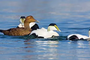 Eiders: Common Eider - Female with Males