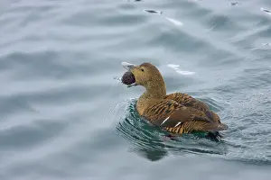 Eiders: Common Eider - female with sea urchin