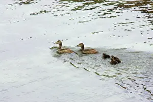 Eiders: Common Eider - females swimming with chicks
