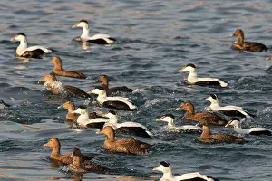 230621: Common Eider - flock of drakes and ducks swimming