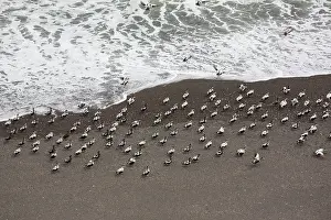 Mollissima: Common Eider - flock drakes resting at the beach