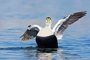 Eiders: Common Eider - Male