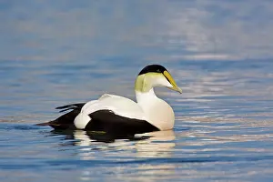 Eiders: Common Eider - Male