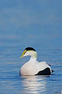 Eiders: Common Eider, - Male