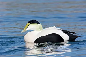 Eiders: Common Eider - Male