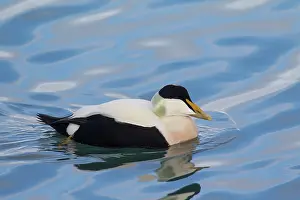 160517: Common Eider male in breeding plumage Iceland
