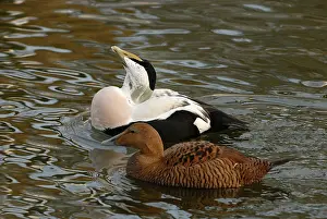 Eiders: Common Eider male and female