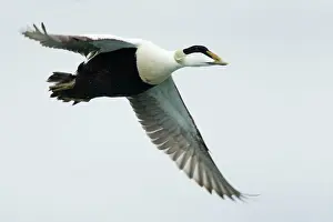 Eider: Common Eider - male in flight