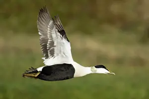 Eider: Common Eider - male in flight