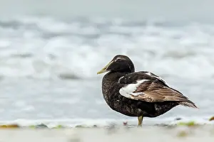 Comun: Common Eider - on sea shore - Dune Island, Heligoland
