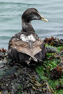 Comun: Common Eider - on sea shore - Dune Island, Heligoland