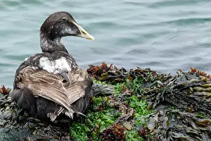 Comun: Common Eider - on sea shore - Dune Island, Heligoland