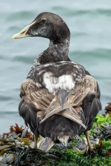 Mollissima: Common Eider - on sea shore - Dune Island, Heligoland