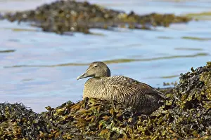 Eiders: Common Eider - on seaweed