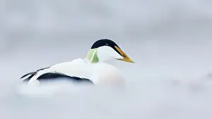 Seashore: Common Eider (Somateria mollissima) Common Scoter
